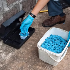 Dératisation Marrakech