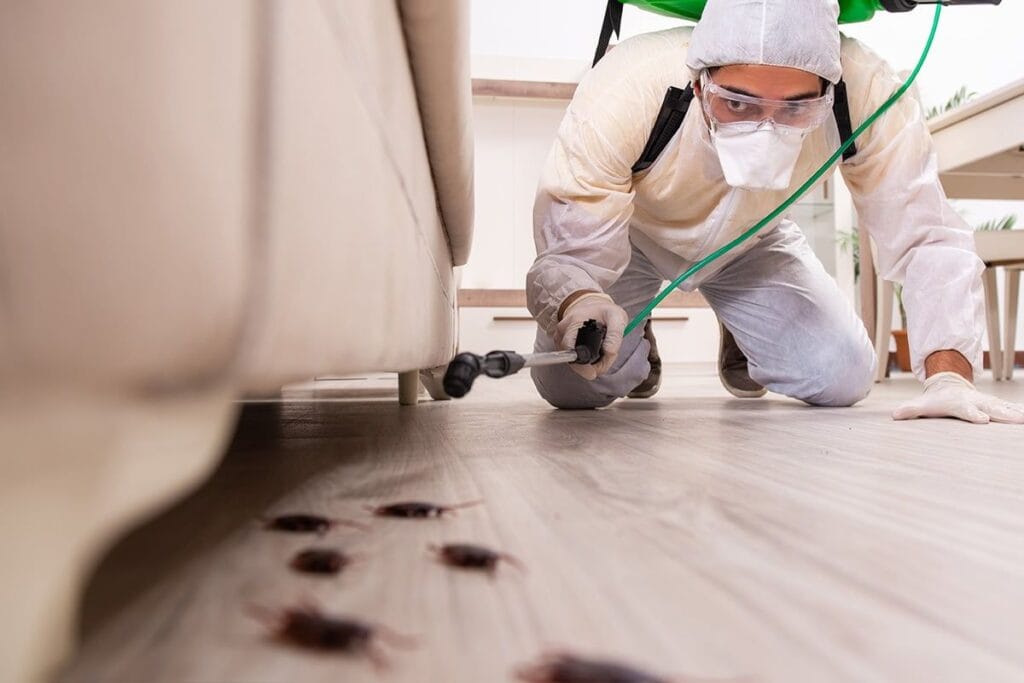 Désinsectisation Marrakech