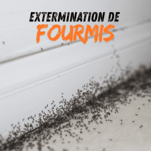 Extermination de fourmis Marrakech – traitement professionnel par HIDA CLEAN
