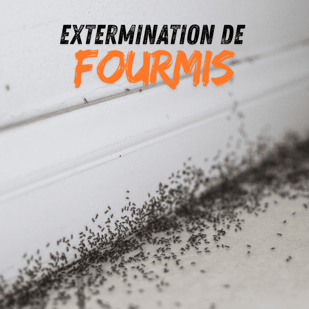 Extermination de fourmis Marrakech – traitement professionnel par HIDA CLEAN